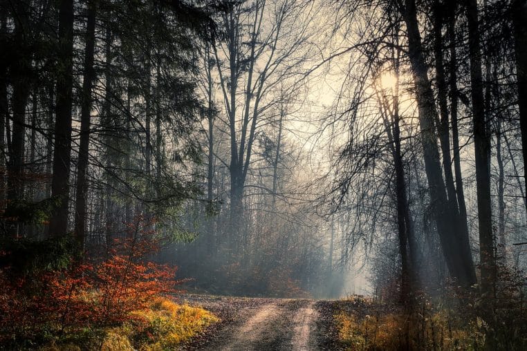 Chemin en forêt couvert de feuilles jaunes.