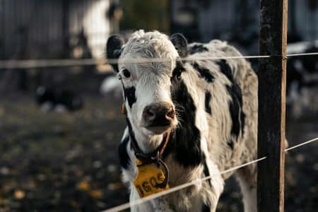 Vache carcasse