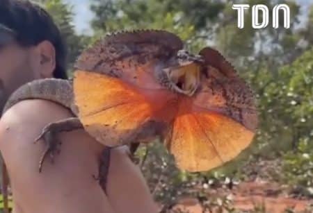 Lézard avec touriste