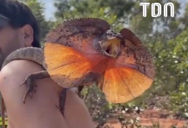 Lézard avec touriste