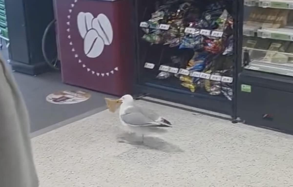 Mouette