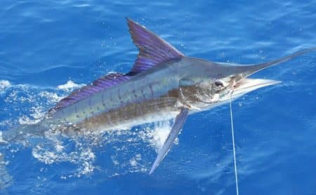 Un marlin blanc attaque un pêcheur : le poisson plante son bec dans la tête de la victime