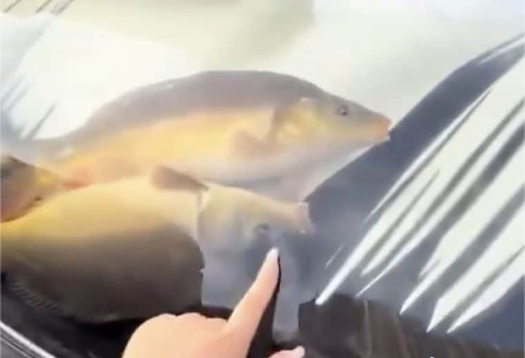 Poissons vivants dans voiture