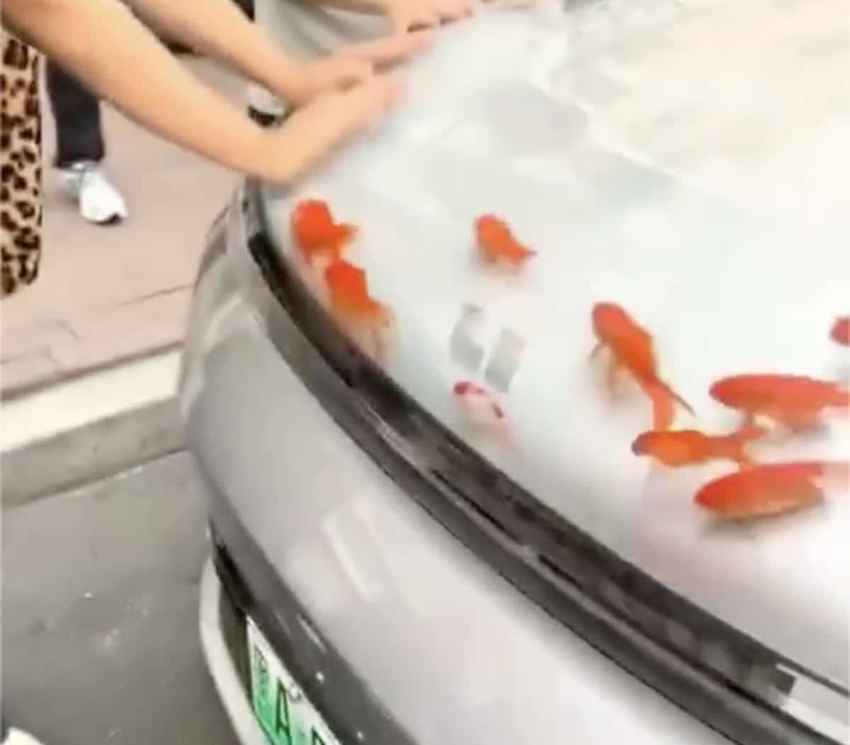 Capot de voiture avec poissons
