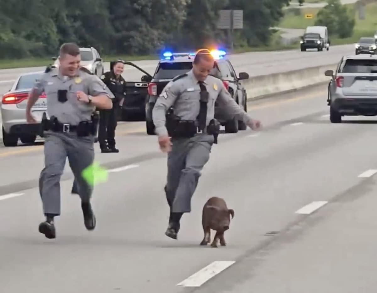 Policiers et cochon