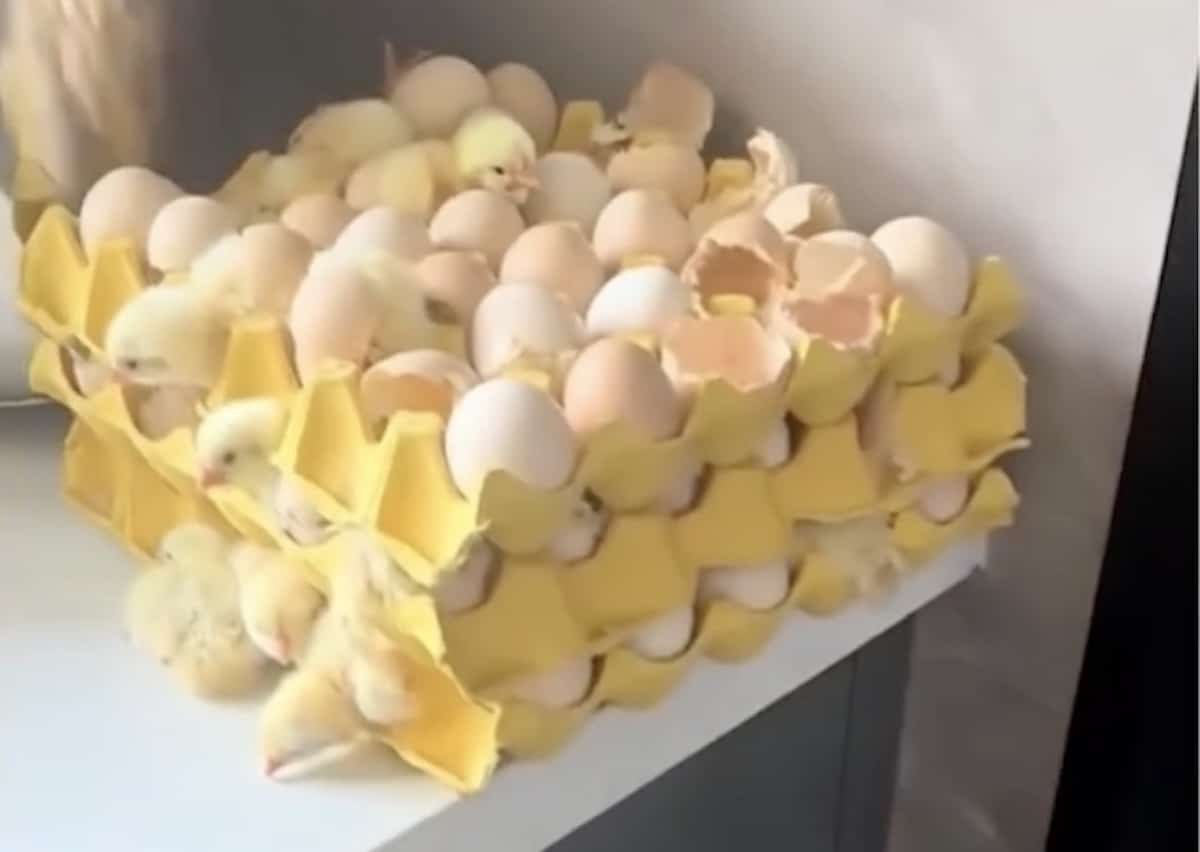 Poussins