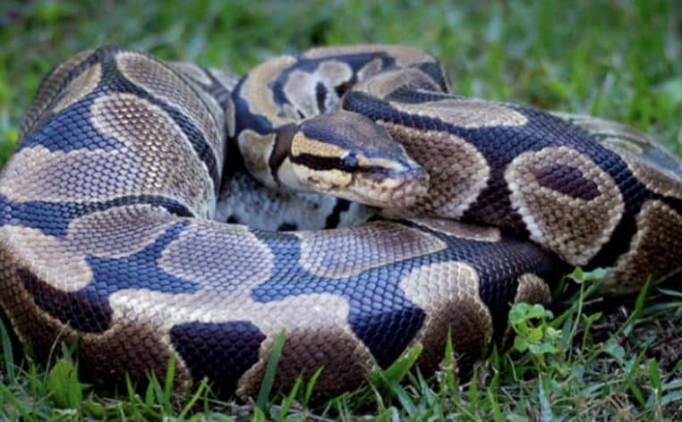 python