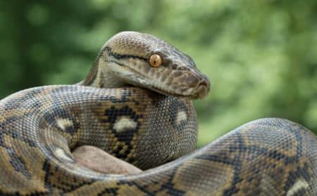 python
