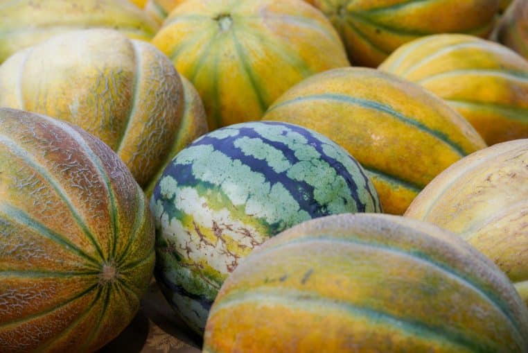 Rappel massif de melons de Provence