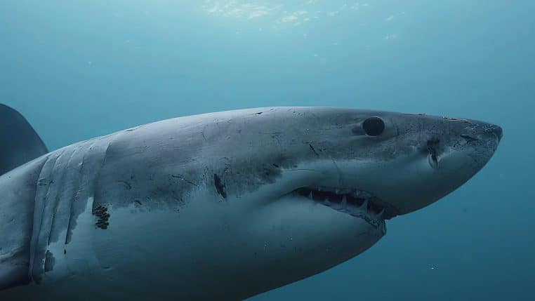 grand requin blanc nageant sous l’eau cristalline.