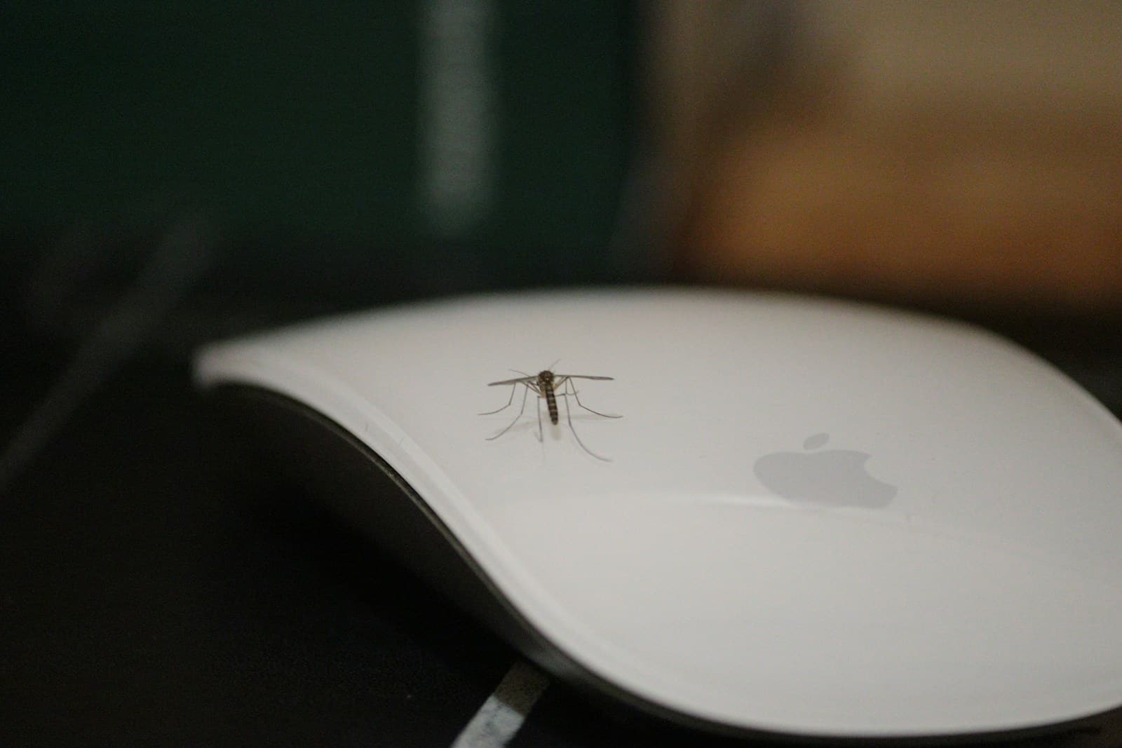 a spider on a white plate