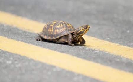 tortue information