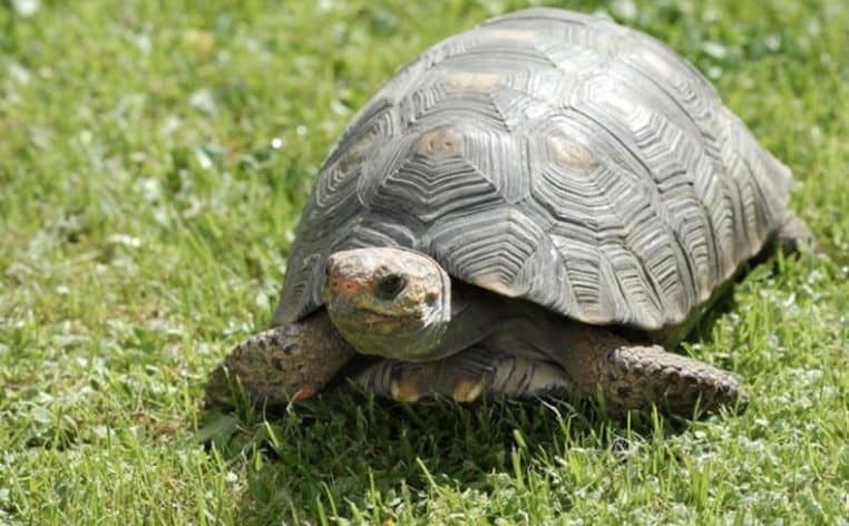 tortue information