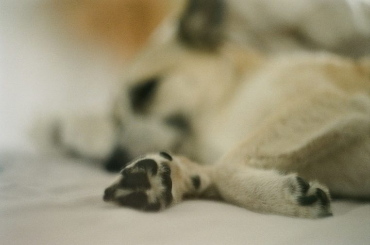 chien