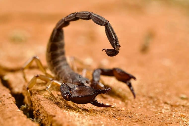 Scorpion