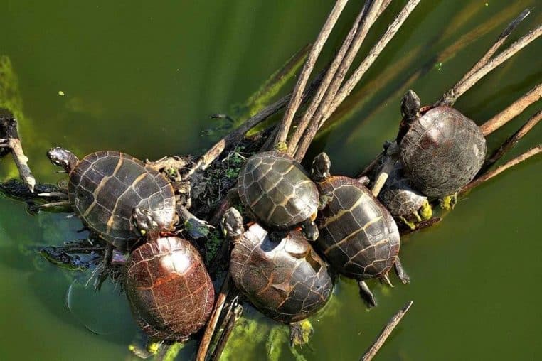 Deux tortues peintes se reposant sur des herbes aquatiques