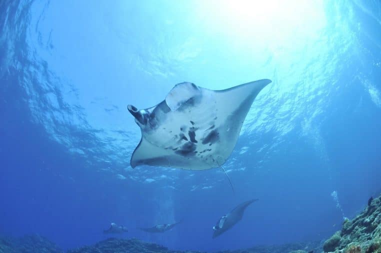 manta, nature, sea, reef manta ray