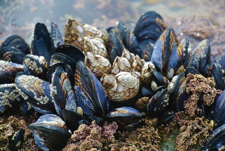 mussel, ocean, nature, beach, west coast, vancouver island