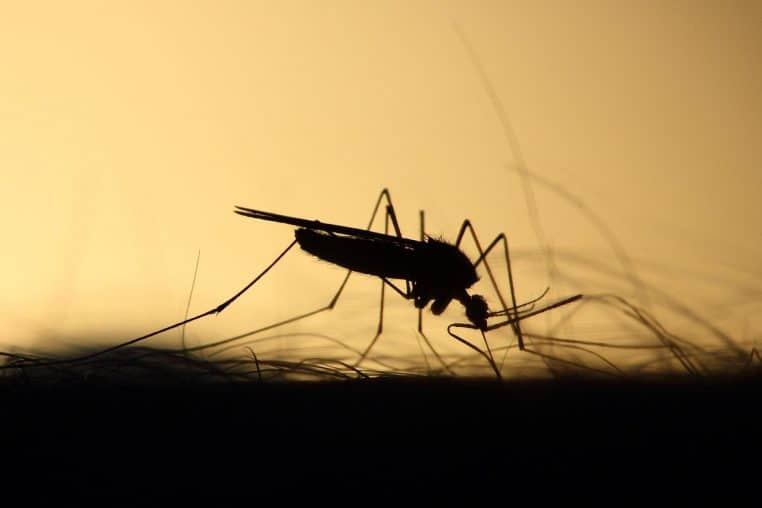 mosquito, feeding, silhouette, skeeter, parasite, mosquito, mosquito, mosquito, mosquito, mosquito