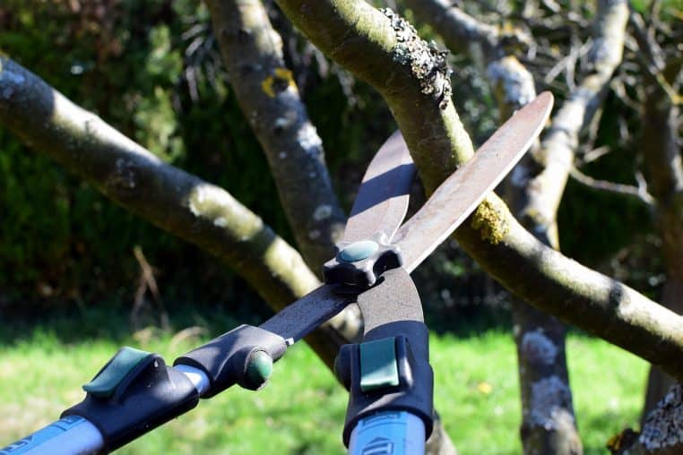 pruning shears, hedge trimmer, nature, tree cutter, tree, garden