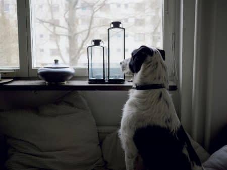 Chien regarde par la fenêtre