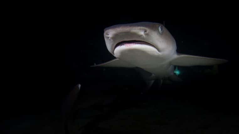 shark, underwater, night diving, night, white tip reef shark, reef shark, dark, shark, shark, shark, shark, shark