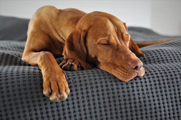 domestic animal, dog, animal, vizsla, hunting dog, weary, pet, sleep, relaxed