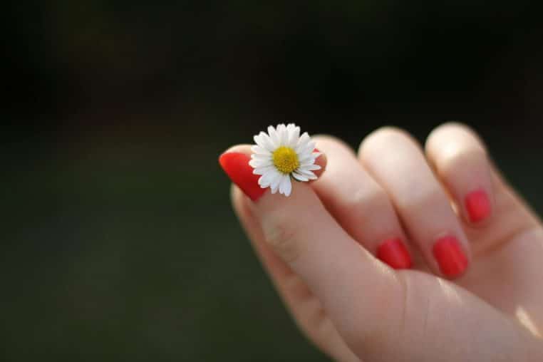 A close-up of a red manicured hand holding a small daisy flower. Vibrant and fresh.