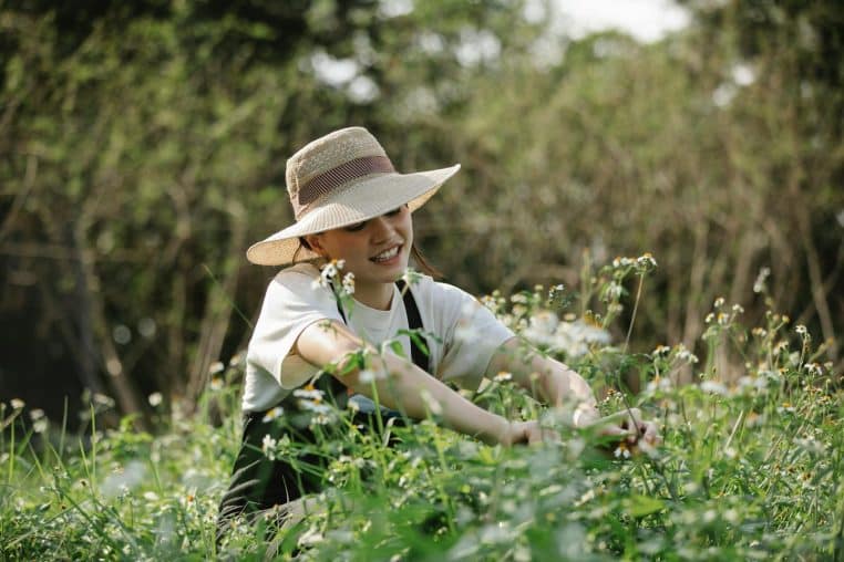 Concentrated female gardener trimming fresh chamomile with instrument while caring of flowers in park