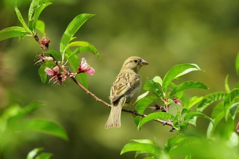 Captivating shot of a sparrow perched on a blooming branch with vibrant green leaves and flowers.