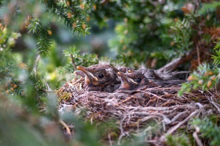 bird, chick, songbird, blackbird, plumage, beak, wildlife, ornithology, bird watching, bird nest, nest, nature