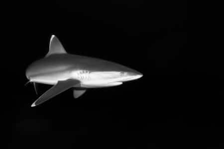 Black and white image of a shark gracefully swimming underwater, showcasing its sleek form.