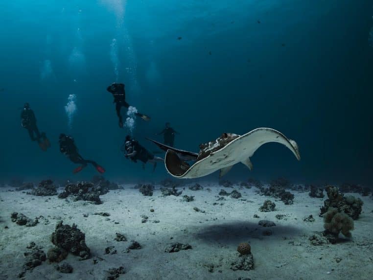 feathertail rays, smelled, red sea, nature, underwater, fishes, sea