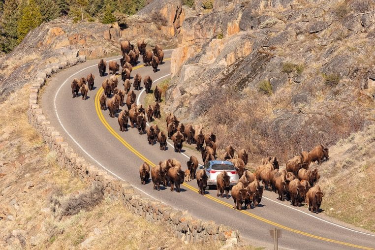 Voiture entourée par des bisons sur une route de parc
