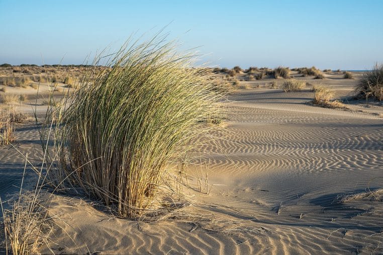Touffe d’oyat (Ammophila arenaria) sur une dune de plage.