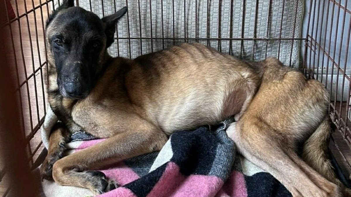 Association Chien Enferme