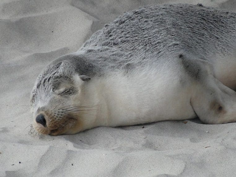 Otarie à fourrure australienne reposant sur le sable.