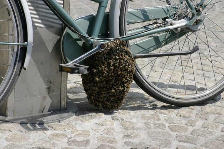 Essaim d’abeilles regroupé sur le guidon d’un vélo.