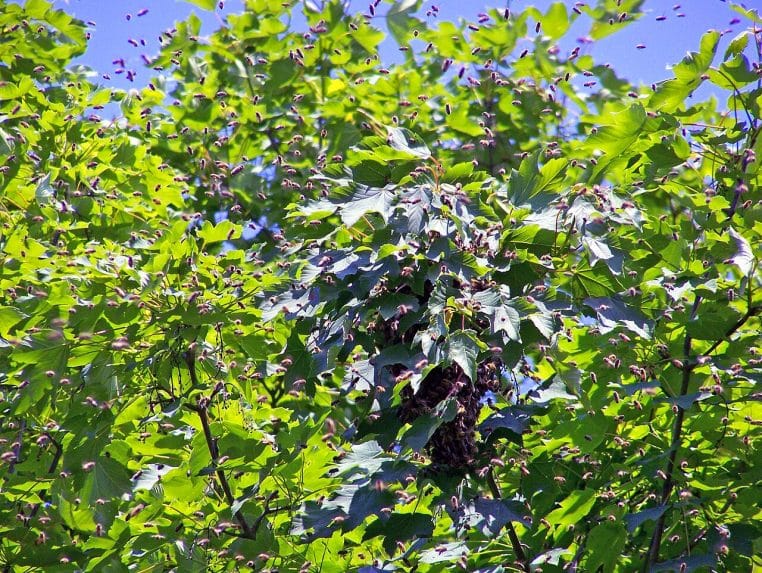 Essaim d’abeilles en grappe sur un tronc d’érable.