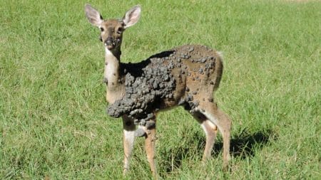 Cerf Mutant