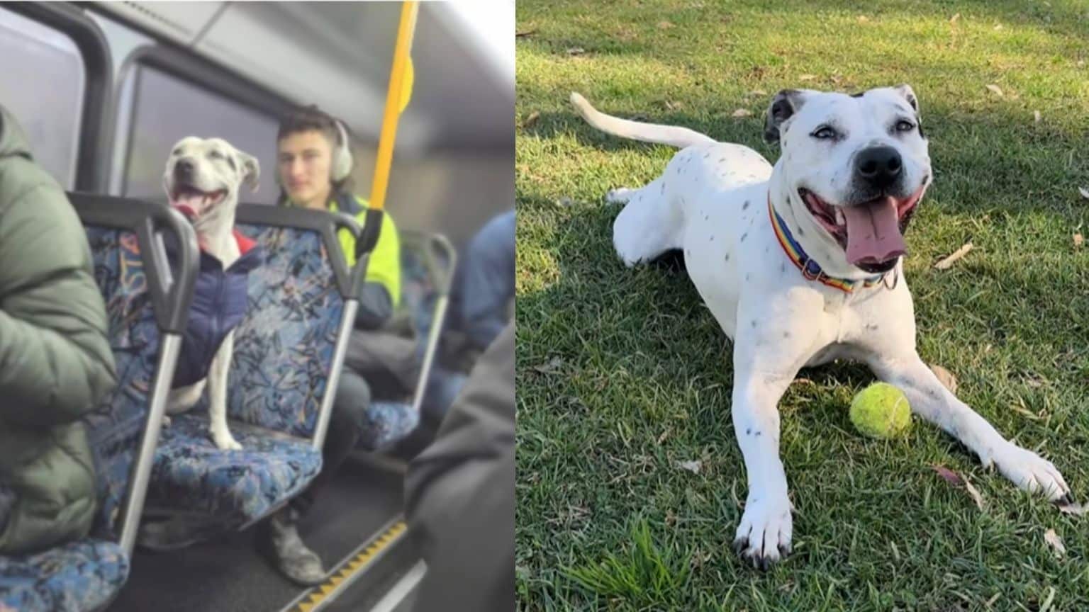 Athena, chienne blanche en veste bleue sur un siège de bus à Sydney ; à droite, allongée sur l’herbe avec une balle.