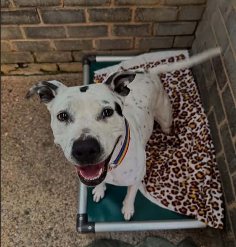 Athena, chienne blanche tachetée avec un collier arc-en-ciel, souriante sur son panier au refuge.
