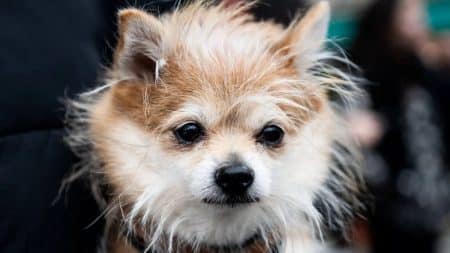 Chihuahua Torture Four