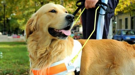 Couple Malentendants Chien Guide