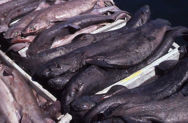 Requin-cerf-volant (Dalatias licha) vu de profil, fond neutre.