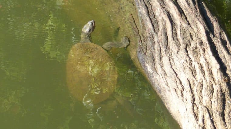 Tortue de la Mary River en Australie, vue rapprochée