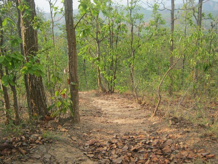 Bande étroite dégagée dans une pente boisée.