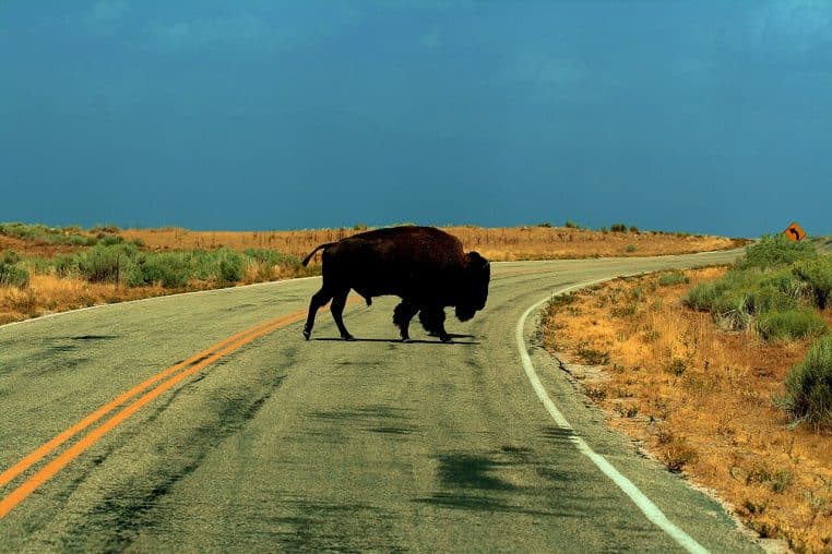 Bison traversant la route vu depuis l’habitacle