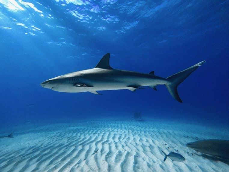 Requin de récif des Caraïbes en plein eau, fond sablonneux, Bahamas.
