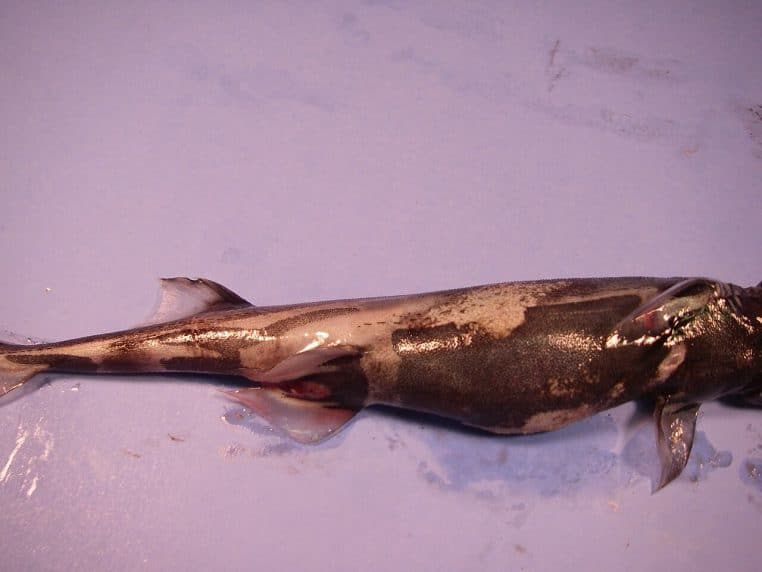 Vague de nuit avec traînée lumineuse bleutée due au plancton.